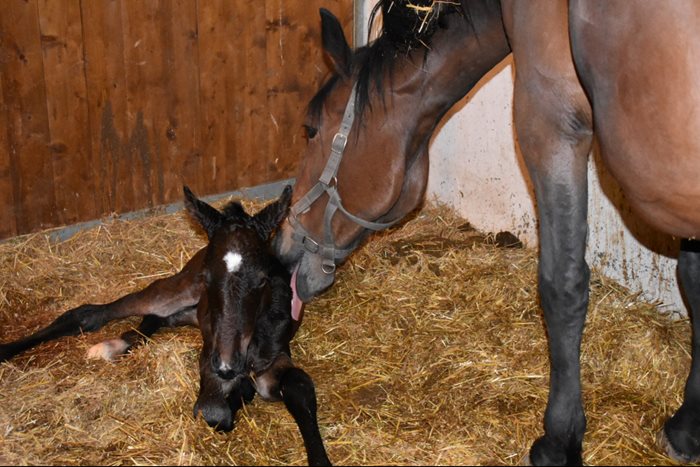 Mare and foal after foaling