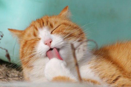 Il tuo gatto è affetto da obesità?