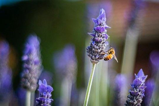 Nel DNA del miele, i codici per salvaguardare l’ape italiana