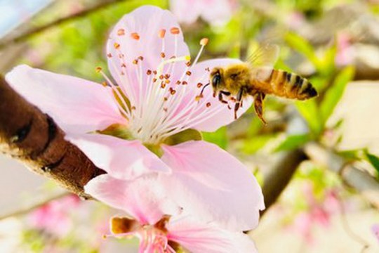Nel DNA del miele il segreto per proteggere l’ape italiana