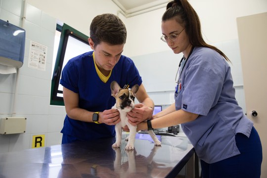 Percorso Rotazionale di Medicina Interna dei piccoli animali Percorso Rotazionale di Medicina Interna dei piccoli animali