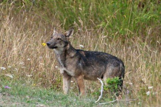 Sono state trovate tracce di veleno per topi in 115 lupi morti in Italia