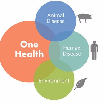 One Health — Scienze Mediche Veterinarie - DIMEVET