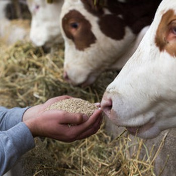 Produzioni Animali — Scienze Mediche Veterinarie - DIMEVET